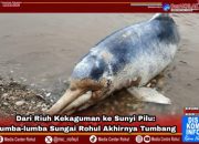 Dari Riuh Kekaguman ke Sunyi Pilu: Lumba-lumba Sungai Rohul Akhirnya Tumbang