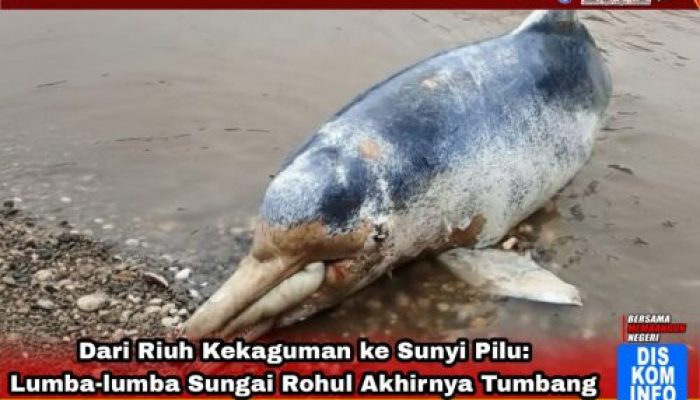 Dari Riuh Kekaguman ke Sunyi Pilu: Lumba-lumba Sungai Rohul Akhirnya Tumbang