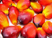 Riau Bidik Jadi Pusat Agroindustri Nasional, Integrasi Sapi-Sawit Jadi Strategi Utama