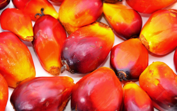 Riau Bidik Jadi Pusat Agroindustri Nasional, Integrasi Sapi-Sawit Jadi Strategi Utama