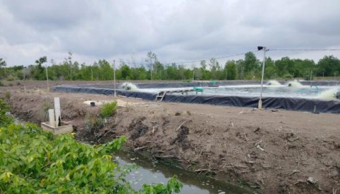 Tambak Udang Ilegal di Bengkalis Disorot, Aktivis Ungkap Ancaman Serius bagi Lingkungan dan Nelayan