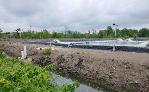 Tambak Udang Ilegal di Bengkalis Disorot