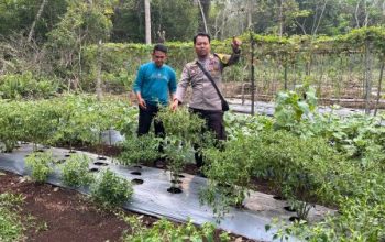 Dukung Ketahanan Pangan, Bhabinkamtibmas Bersama Petani Kembangkan Budidaya Cabai di Desa Kudap