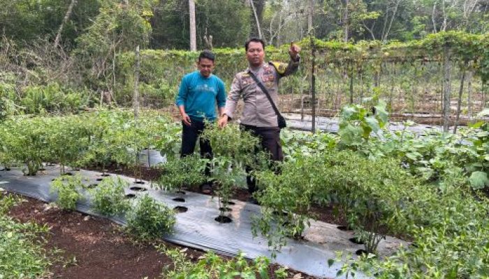 Dukung Ketahanan Pangan, Bhabinkamtibmas Bersama Petani Kembangkan Budidaya Cabai di Desa Kudap